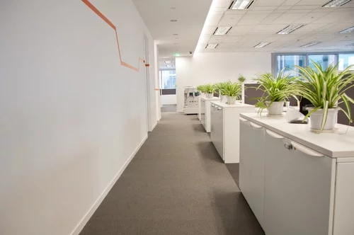 Office Aisle with Individual Plants for each work station